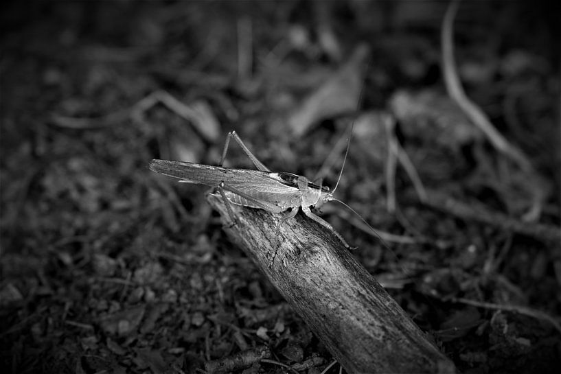 Cricket by Hannelore