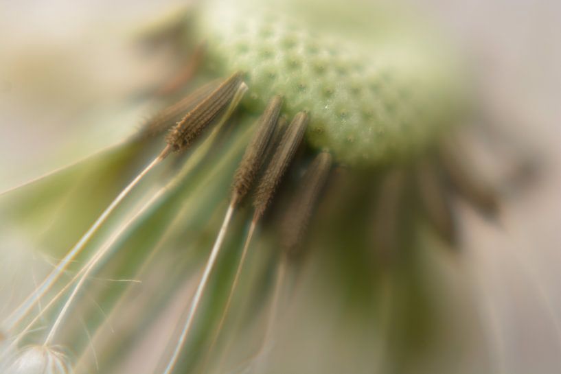 dandelion by Eveline De Brabandere
