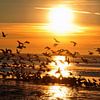 Möwen im Sonnenuntergang auf Langeoog / Ostfriesland Nordsee von Karl-Heinz Petersitzke