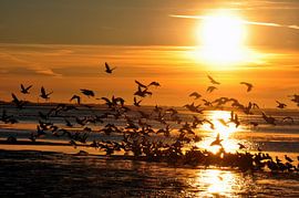 Seagulls at sunset on Langeoog / East Frisia North Sea by Karl-Heinz Petersitzke