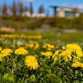 Löwenzahn von Holger Felix