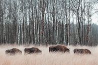 Herd of bison in high grass | Wisent savanna landscape Maashorst Netherlands by Dylan gaat naar buiten thumbnail