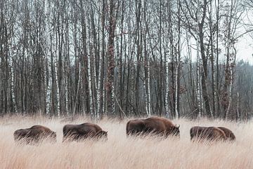 Kudde bizons in het hoge gras | Wisent savanne landschap Maashorst Nederland