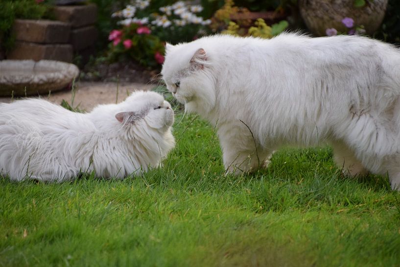 Romeo and Juliet by Petra van Engelenburcht