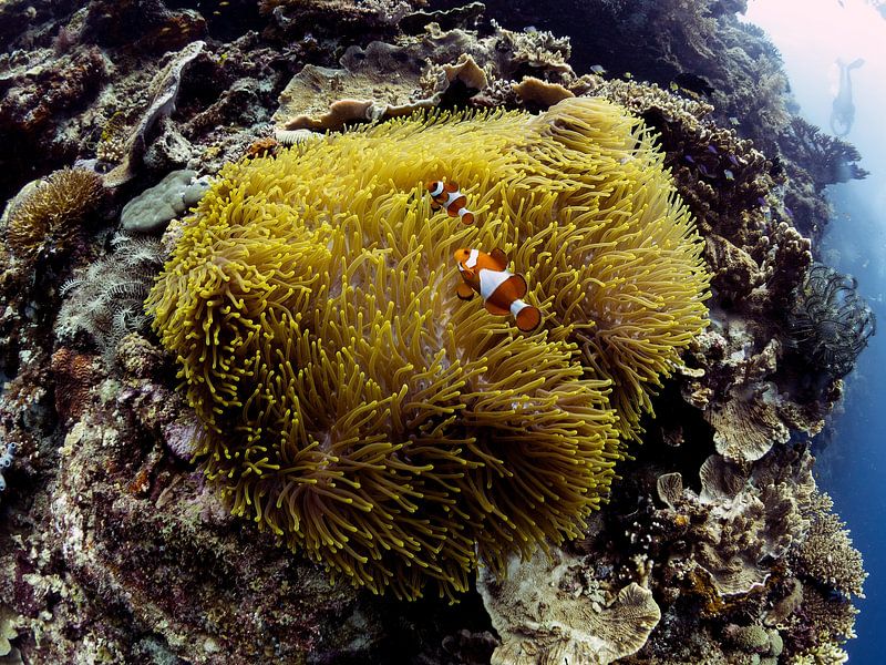 Anemonen und Anemonenfische von Ilan Ben Tov