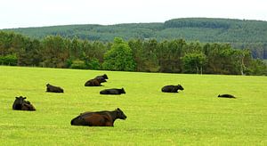 Le bétail Angus