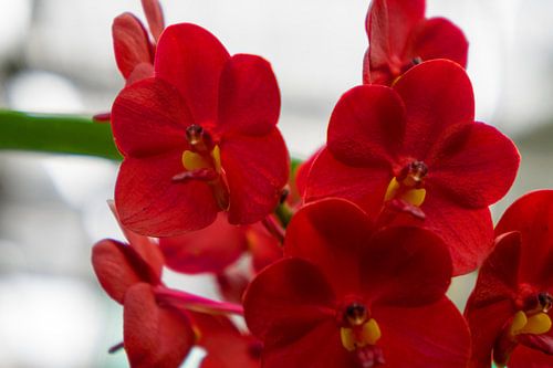 rode orchidee in Thailand