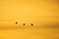 Three geese by Ton Drijfhamer thumbnail