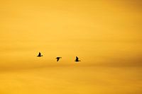 Drie ganzen