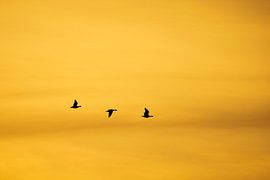 Three geese by Ton Drijfhamer