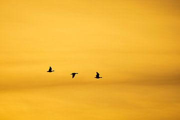 Three geese by Ton Drijfhamer
