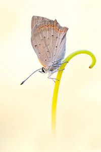 kleine vuurvlinder op stengel van Wil Leurs