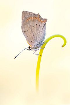 small fire moth on stem by Wil Leurs