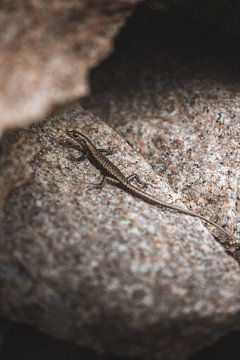 Magnetic Island: Eine tropische Oase in Queensland von Ken Tempelers