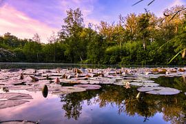 The pond at dawn by Joran Quinten