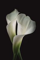 Witte Calla | Werk aan de muur bloemen