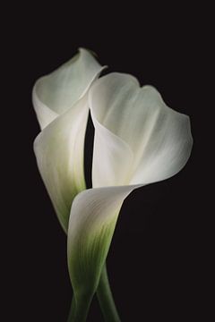 Fine art Calla Lelies van Sandra Hazes