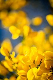 Brem by Frans Scherpenisse