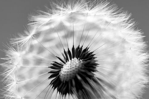 een close up van de paardenbloem