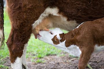 Hereford kalf drinkt melk aan uier moeder koe van Ger Beekes