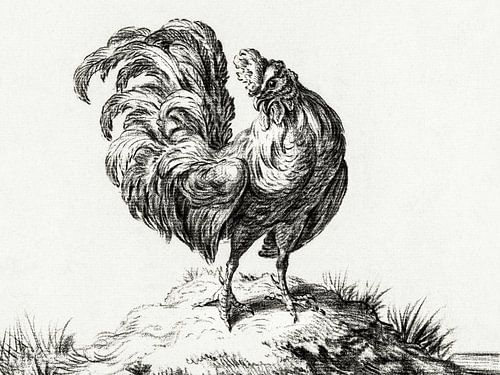 Chicken, Standing On a Hill