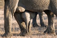 Afikaanse olifant