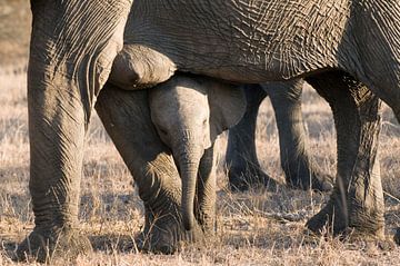 L'éléphant d'Afrique sur Paul van Gaalen, natuurfotograaf