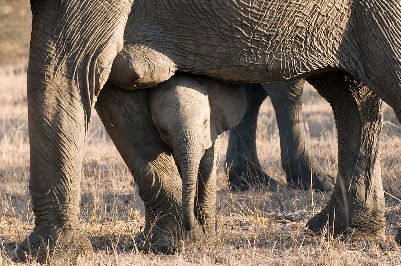 L'éléphant d'Afrique par Paul van Gaalen, natuurfotograaf