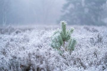 Bevroren Heide Jong Dennenboompje in Winterse Stilte van Femke Ketelaar