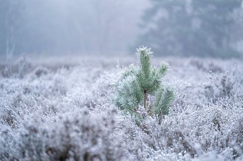 Bevroren Heide Jong Dennenboompje in Winterse Stilte