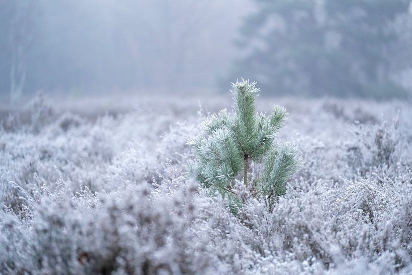 Bevroren Heide Jong Dennenboompje in Winterse Stilte van Femke Ketelaar
