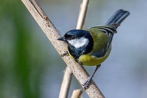 Mésange charbonnière