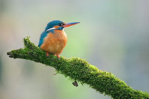 Kingfisher