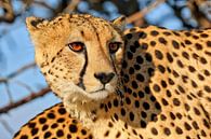 Der Gepard, wildlife im Etosha Nationalpark Namibia von W. Woyke Miniaturansicht