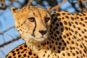 The cheetah, wildlife in Etosha National Park Namibia by W. Woyke