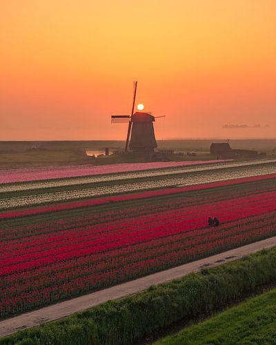 Zonsopkomst boven de Tulpenvelden – Molen en Kleur in het Hollandse Landschap
