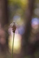 Small flower along the road