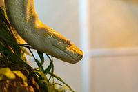 Python in terrarium