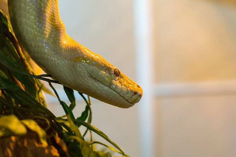 Python in terrarium by Yannick uit den Boogaard