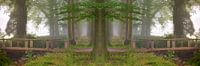 All roads come together in the forest