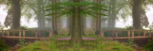 Alle Wege laufen im Wald zusammen