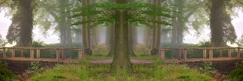 All roads come together in the forest by Jenco van Zalk