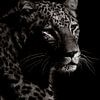 Dans l'obscurité Guépard sur Foto Studio Labie