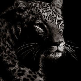 In der Dunkelheit Gepard von Foto Studio Labie