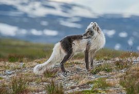 Arctic Fox by Harry Punter