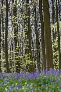 Wilde Hyazinthen im Hallerbos