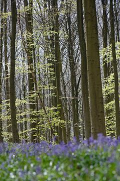 Lente in het Hallerbos van Barbara Brolsma