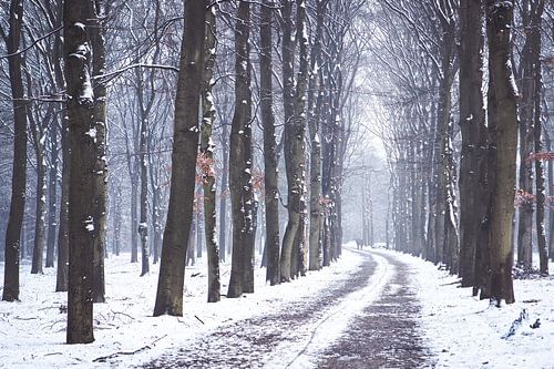Winter op de Utrechtse Heuvelrug!