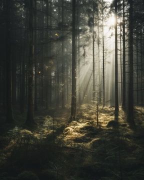 Dromerige wandeling door het bos van fernlichtsicht