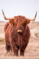 Highland Cow